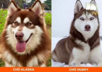 Làm sao phân biệt được Husky và Alaska?