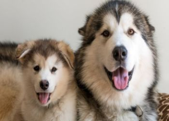 Chó Alaska bao nhiêu tiền một con?