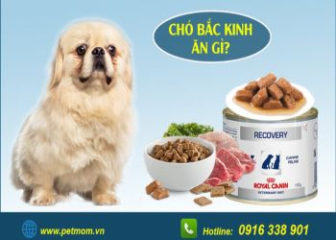 Chó Bắc Kinh ăn gì? Cách nuôi chó Bắc Kinh chi tiết