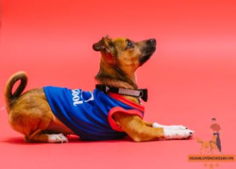 Cách huấn luyện chó Chihuahua tại nhà