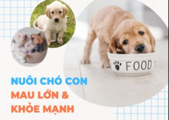 Kinh nghiệm nuôi chó con nhanh lớn và phát triển toàn diện