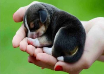 4 nguyên tắc về kinh nghiệm chăm sóc chó hiệu quả