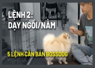 Cách huấn luyện chó tại nhà sao cho hiệu quả nhất