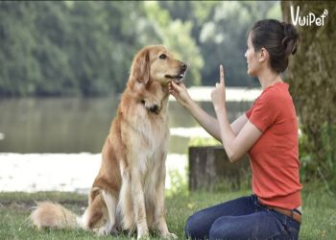 Cách huấn luyện chó nghe lời nhanh nhất