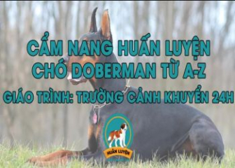 Cách huấn luyện chó Doberman giúp hình thành tính cách tích cực cho chó