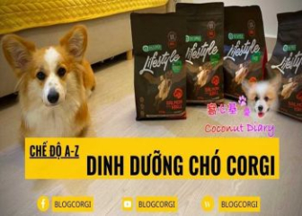 Chế độ ăn cho chó Corgi khoa học thúc đẩy sự phát triển của chó