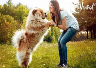Chế độ dinh dưỡng cho chó chow chow