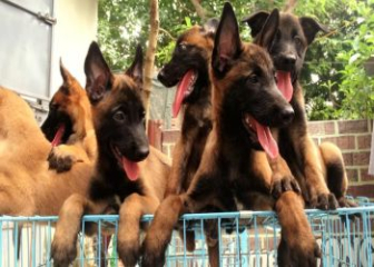 Nên mua chó Becgie ở đâu tốt nhất? Tìm chó Becgie ở đâu tại TPHCM và Hà Nội?