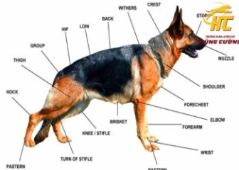 Đặc điểm chó Becgie Đức là gì? Lịch sử hình thành của chó Becgie như thế nào?