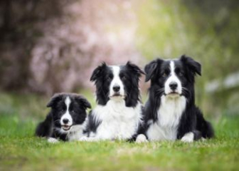 Giá chó Border Collie bao nhiêu tiền