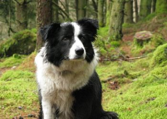 Giới thiệu loài Chó Border Collie tuyệt đẹp