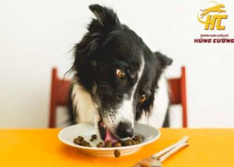 Những điều bạn nên biết để chăm sóc chó Border Collie khỏe mạnh