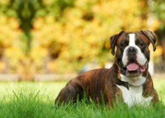 Chó Boxer ăn gì để phát triển khỏe mạnh nhất?