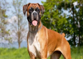 Giá chó Boxer bao nhiêu một con?
