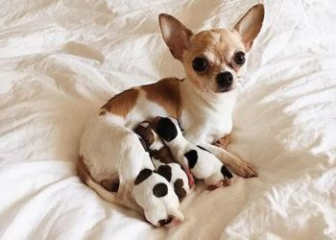 Cần làm gì khi chó Chihuahua đẻ?
