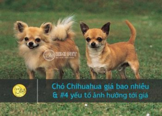 Có nên mua chó Chihuahua giá rẻ?