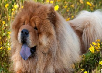 Cách nuôi giống chó chow chow như thế nào?