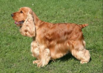 Những điều cần biết về giống chó Cocker Spaniel
