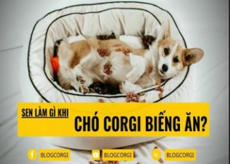 Vì sao chó Corgi lười ăn?