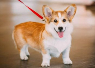 TOP giống chó Corgi lai đẹp nhất trên thế giới
