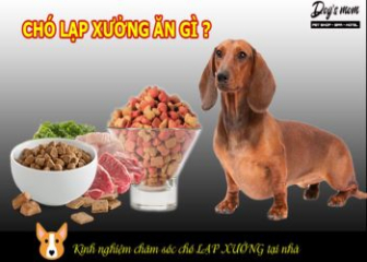 Chó lạp xưởng ăn gì? Cách cho chó lạp xưởng ăn đúng cách?