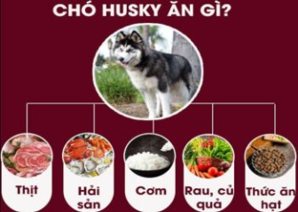 Chó husky ăn thức ăn gì?