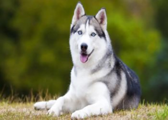 Cách huấn luyện chó Husky trở thành một chàng “HOT BOY”
