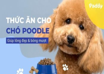Chó Poodle ăn cơm bị bạc lông không?