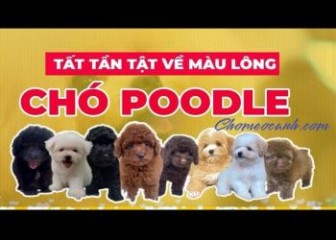 Chó Poodle màu nào đẹp?