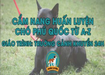Tuyệt chiêu huấn luyện chó Phú Quốc siêu thông minh, siêu nhanh nhẹn