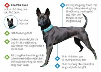 Kinh nghiệm mua chó Phú Quốc thuần chủng mà bạn cần biết