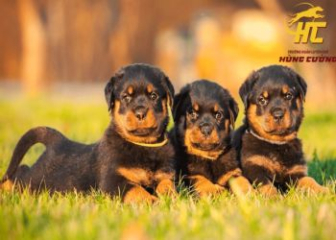 6 Đức tính tuyệt vời của chó Rottweiler mà con người nên học hỏi