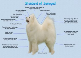 Giới thiệu giống chó Samoyed đẹp nhất xứ Siberia