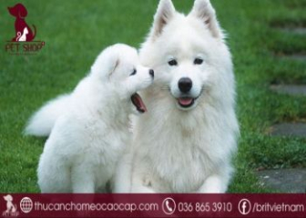 Mua chó Samoyed bao nhiêu tiền, ở đâu tốt nhất?